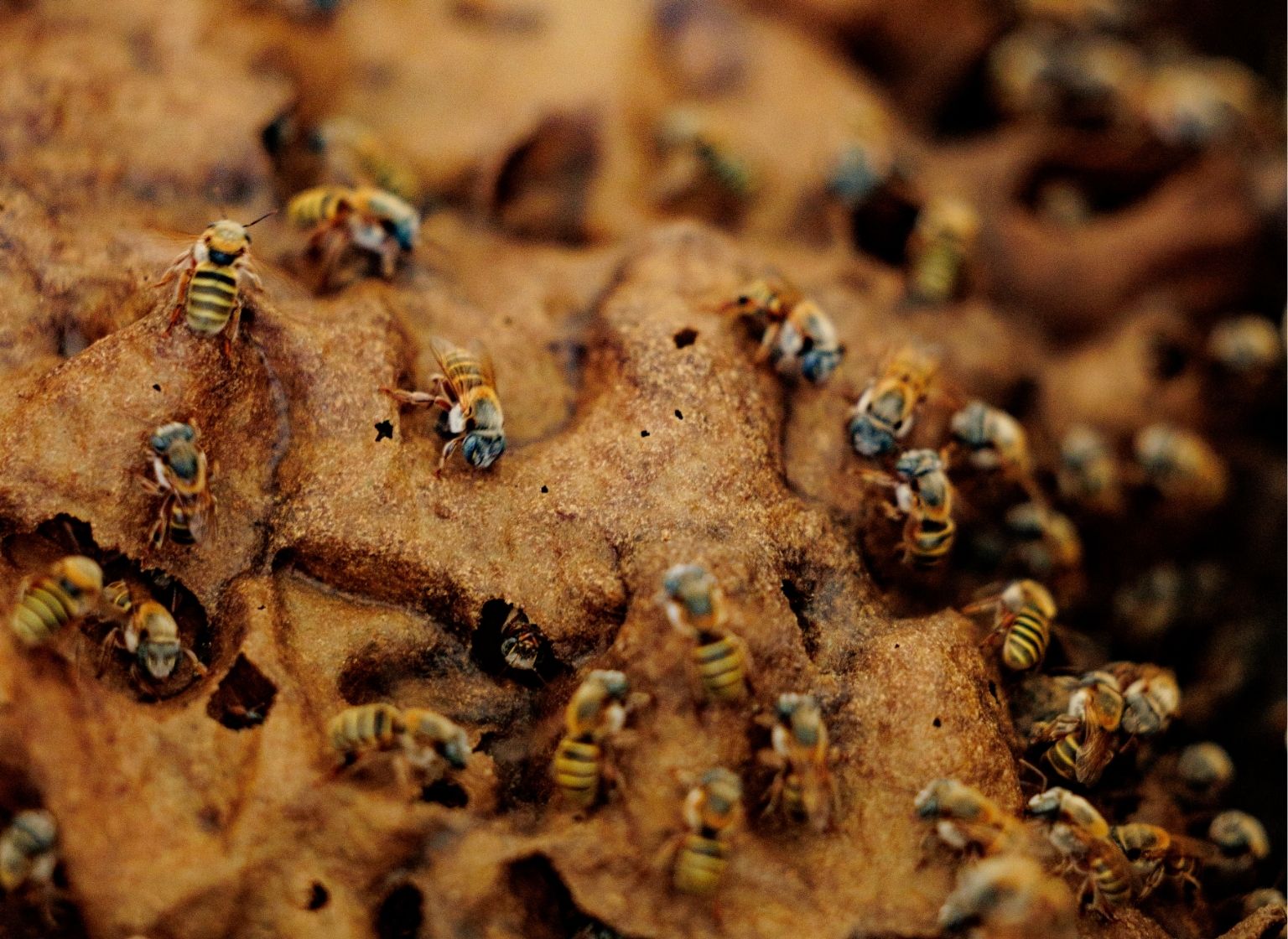 featured las alamandas