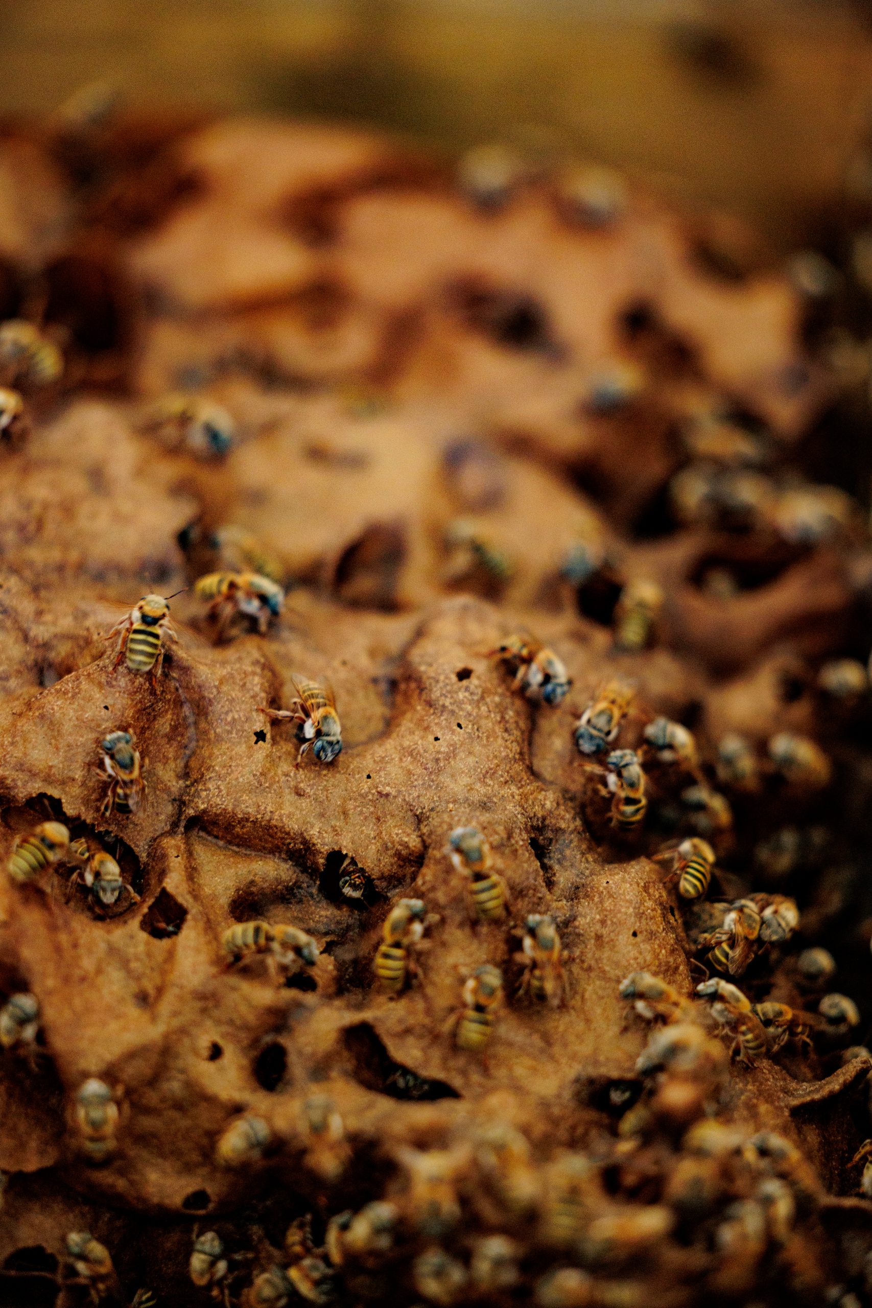 featured las alamandas