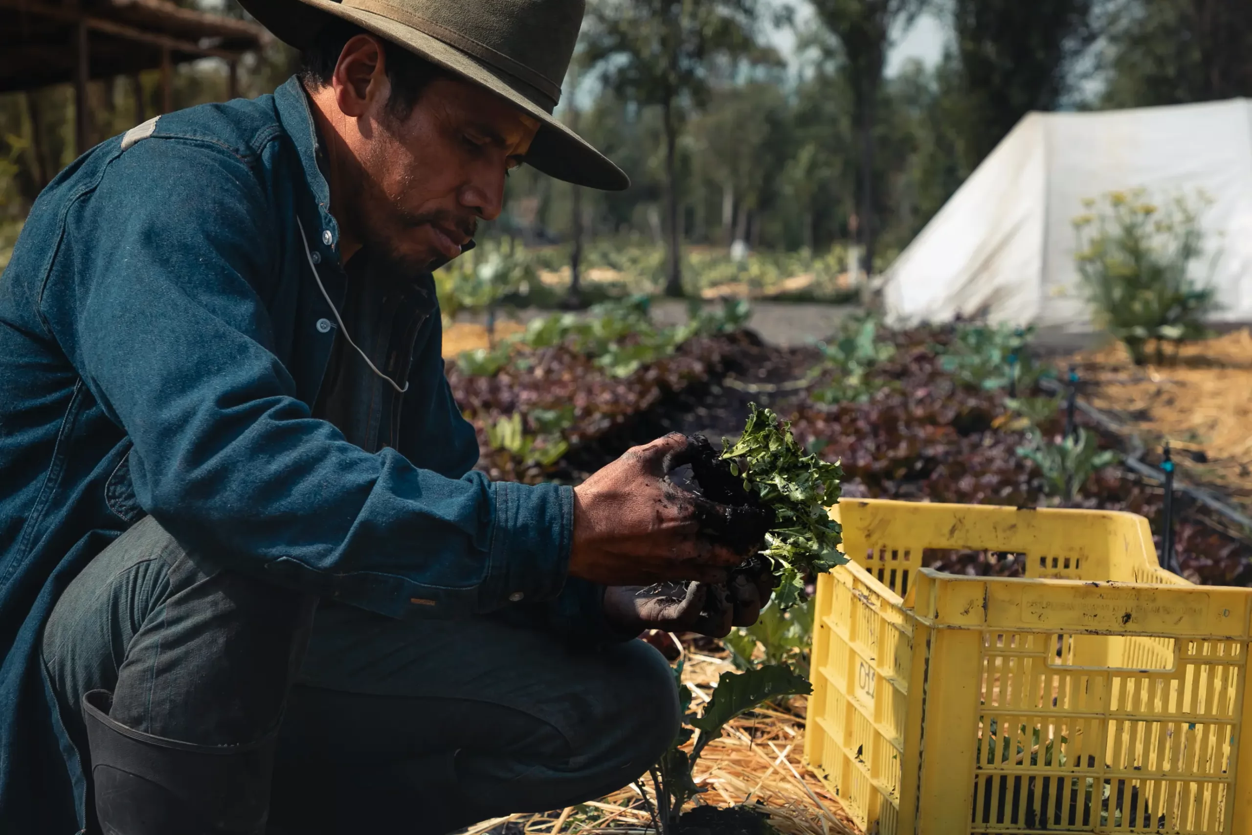 featured las alamandas