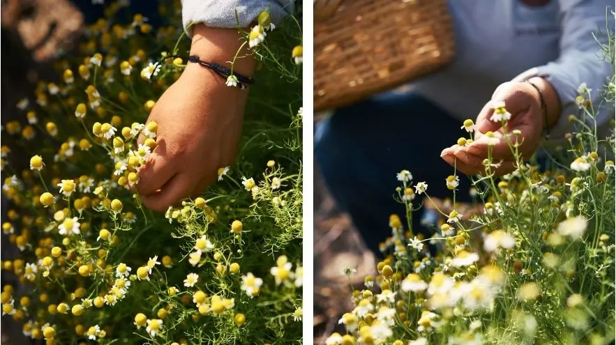 featured las alamandas