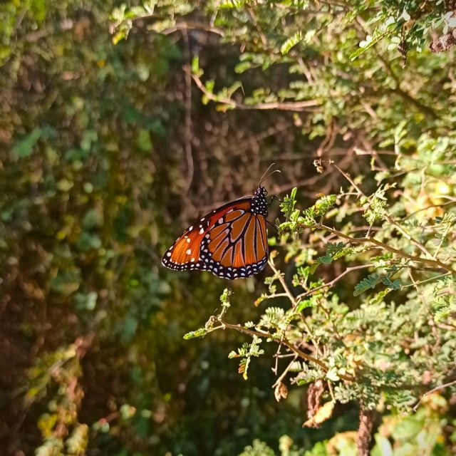 After cruising through Mexico for a good while, the monarch butterflies have finally landed in the chill vibes of the forests near the states of Mexico and Michoacán. Now, they're on a butterfly break, catching some serious Zs until March hits. 🦋

Can't wait for their grand comeback when the skies will be bursting with their colorful fluttery crew again! 

#mexico #mexicotravel #wildlife #nature #photography #butterfly #travel #instatravel #travelgram #monarchbutterfly #traveler #explore #adventure