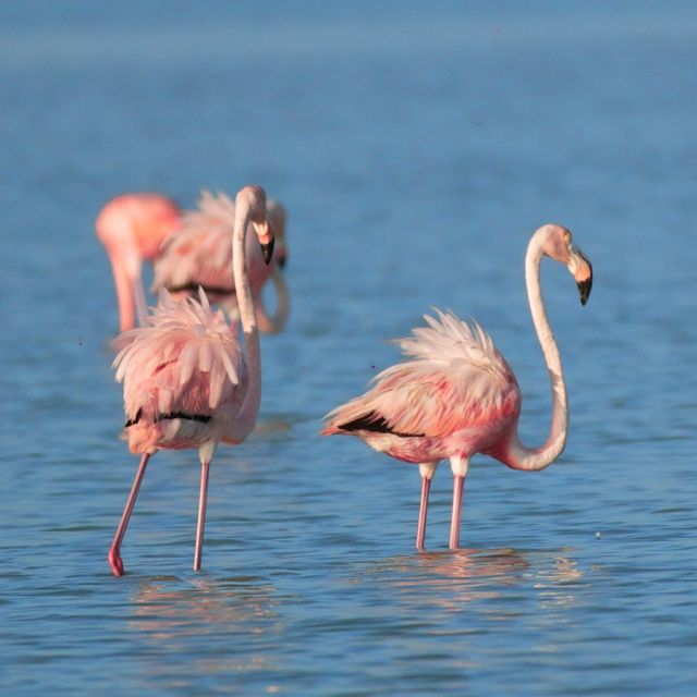 Did you know you can spot pink flamingoes in not one, but two different Mexican hotspots? 🦩 Mexico's flamingos split their time between the Celestún Biosphere Reserve on the Yucatán's west coast, and Río Lagartos, on the northern coast. 

Now, ever wondered why these flamingos are the MVP's of vibrant hues? It's all thanks to pigments from algae that get passed up the food chain, resulting in fabulous pink feathers. ✨

#mexico #mexicotravel #wildlife #nature #luxurytravel #yucatan #celestun #adventure #travel #instatravel #travelgram