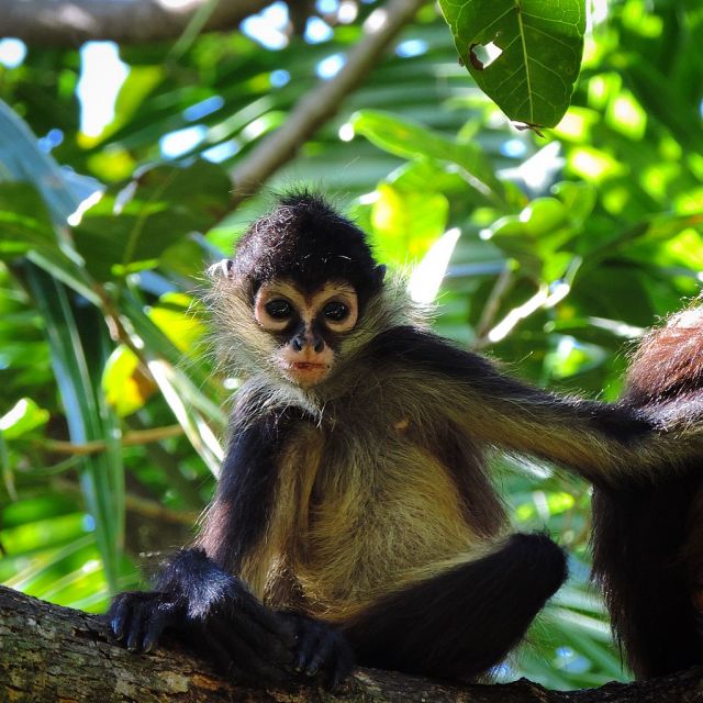 Imagine monkeys casually swinging through the trees surrounding ancient Mayan temples in southern Mexico. Nope, it's not a sci-fi plot. It's just a regular day in the vibrant Lacandon Jungle, stretching from Chiapas into Guatemala. Did you know you can find them all year round? 🐒

One of the coolest things about exploring these ancient sites is spotting these furry friends in the wild. Look out for spider monkeys doing acrobatics, and listen out for the howls of the local howler monkeys announcing their arrival before you catch sight of them.

#mexico #mexicotravel #wildlife #nature #chiapas #jungle #mayans #spidermonkey #travelgram #instatravel