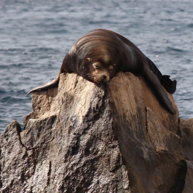 Now, that's a whole mood. With the weekend almost here, the plan is to chill like this big guy. 🦭

Did you know you can see sea lions all year round in Mexico? On Isla Espiritu Santo in La Paz, you can find the Los Islotes sea lion colony. This group of about 600 sea lions includes tons of playful pups who love to play (and snooze 😆).

#mexico #mexicotravel #bajacalifornia #lapaz #sealion #ocean #nature #wildlife #tgif