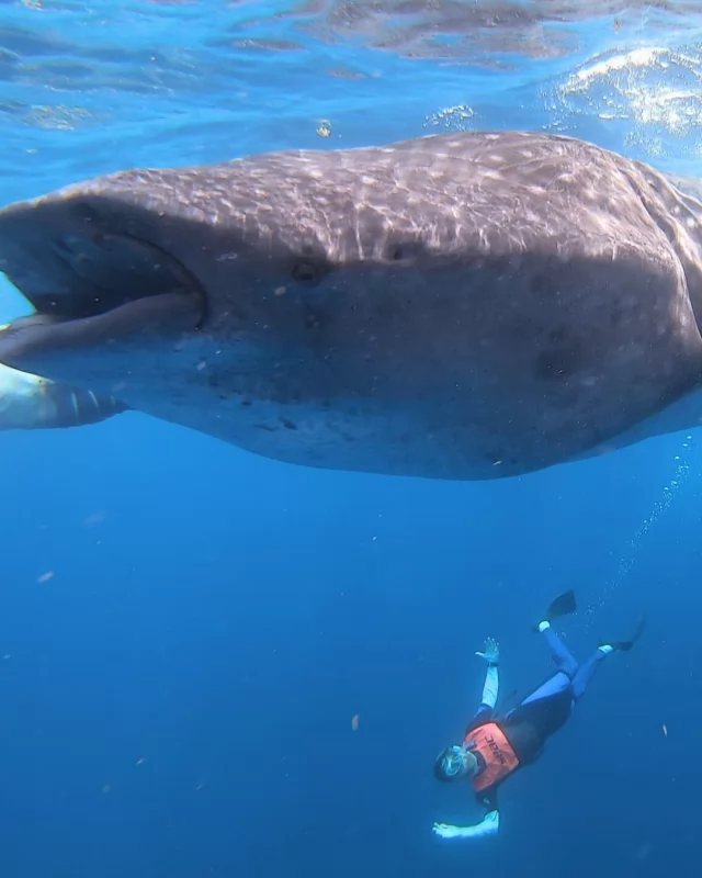 When we say we're explorers, we mean it! 🤿🫧

Greetings from the deep blue, where we’re scouting our next big adventures. We may have ditched the office for a bit to go swim with these gentle giants.