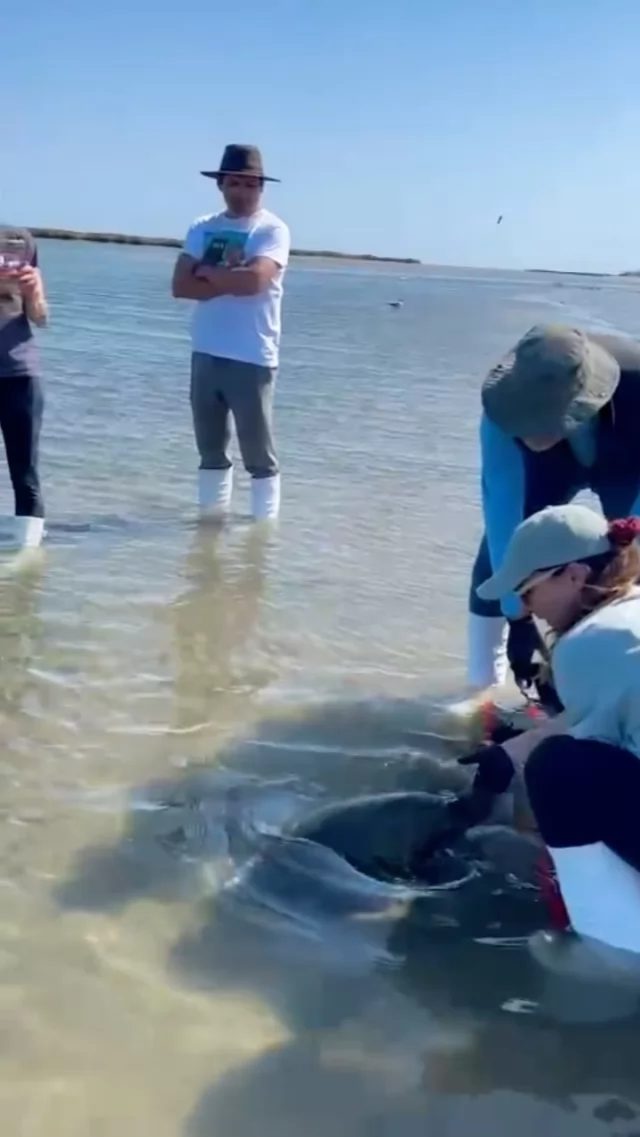 Yesterday, our #FAM2025 crew shared in a truly unforgettable moment. 🥹🐢✨

As we learned about the vital conservation work protecting marine turtles in San Ignacio, we were given the honor of releasing four back to the ocean. It was powerful, emotional, and a beautiful reminder of the impact we can have when we move through the world with purpose.

It’s in moments like these that the true power of travel reveals itself. Let’s continue to make a difference, one journey at a time!